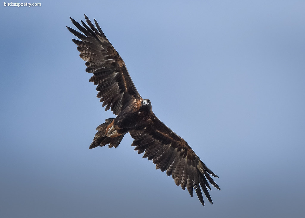 Wedge-tailed Eagle: Sailing