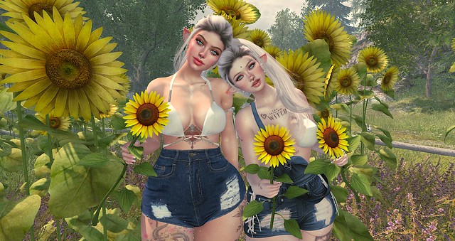 Sunflower sisters