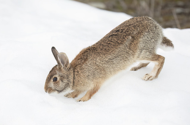 Eastern Cottontail rabbit10