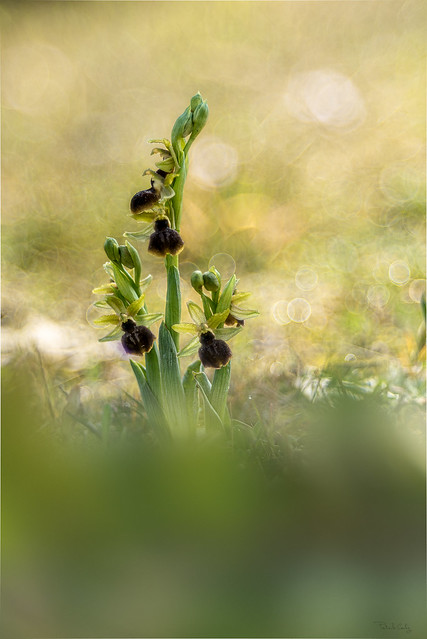 ophrys de mars