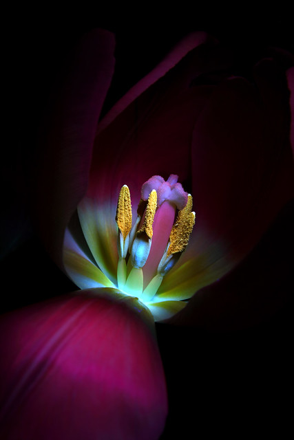UV Tulip