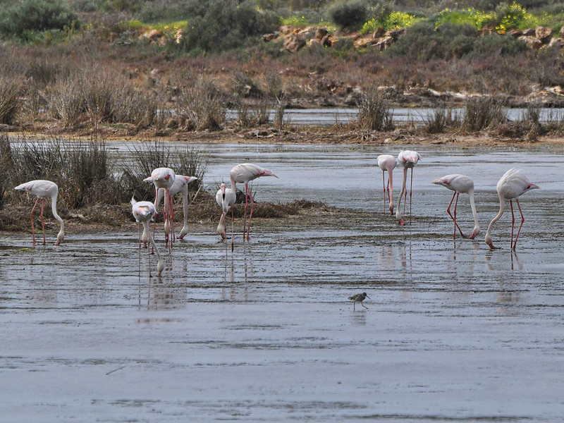 Flamingo (Phoenicopterus roseus)-DSC_5219-bewerkt