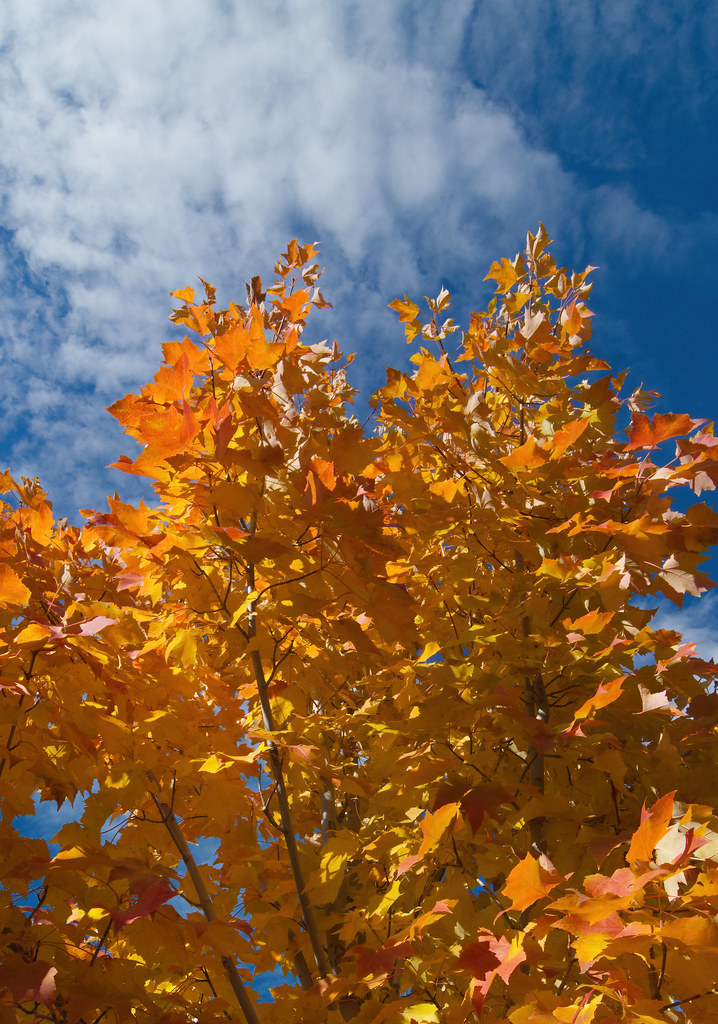 Autumn colors against the clear blue sky