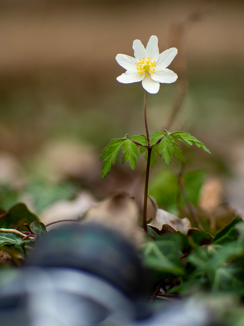 Focussing on wood anemone