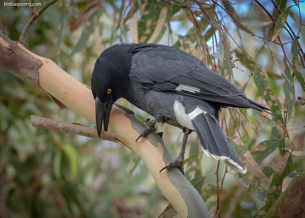 Pied Currawong: Searching