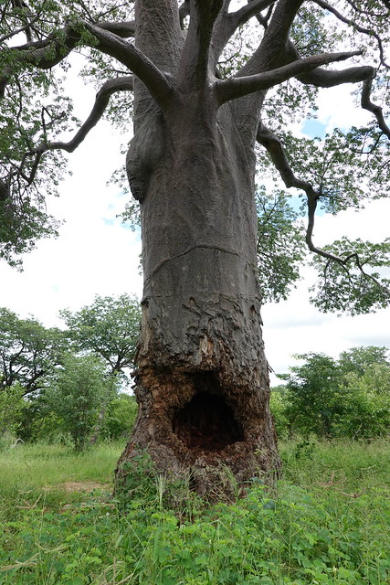 Baobab, Chobe Forest Reserve, Botswana, gored by elephants seeking food during drought - photo Carrie Hampton