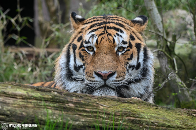 Siberian tiger - Dierenpark Amersfoort