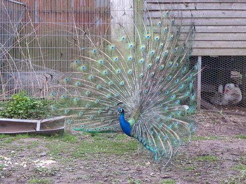 A Peacock at the Camp House Inn