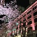 夜桜キレイ！ #夜桜 #東京 #桜