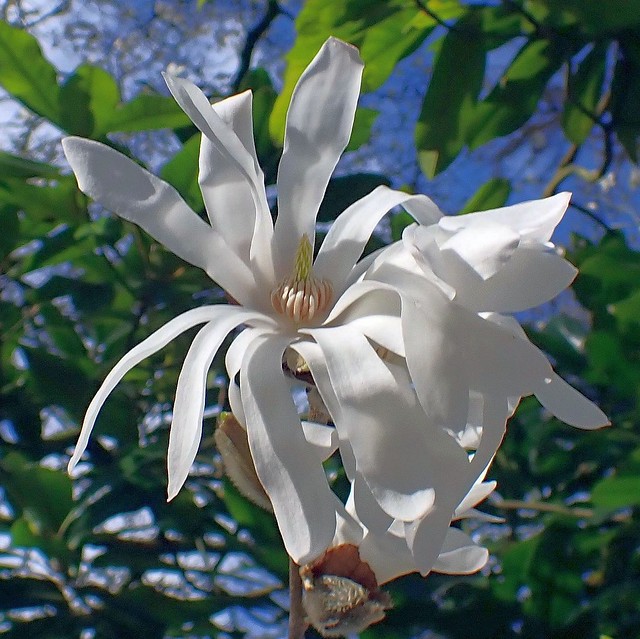 Daylight Star. Magnolia stellata, Hortus Botanicus, Amsterdam, The Netherlands