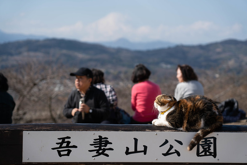 吾妻山公園と猫