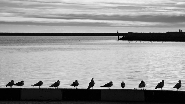 Ten gulls and a pigeon