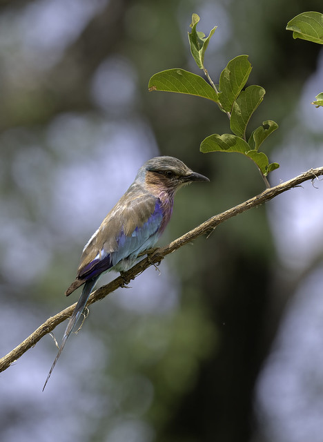 Lilac-breasted Roller.
