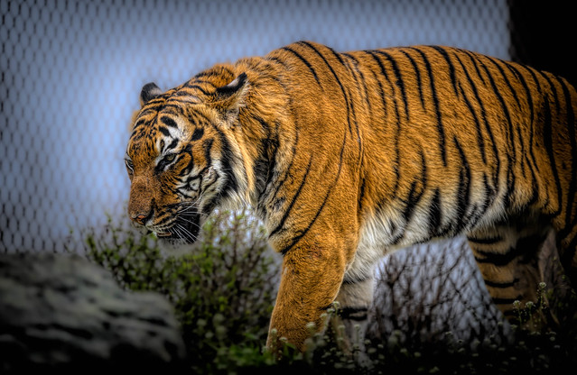 pacing tiger