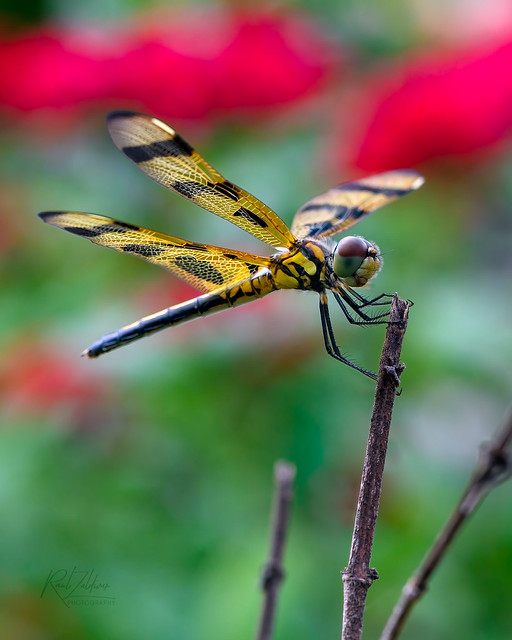 Halloween Pennant Dragonfly: A Spooky Beauty!! [Explore! March 23, 2023]  #406