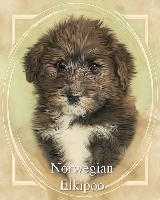 Norwegian Elkipoo - Designer Dog