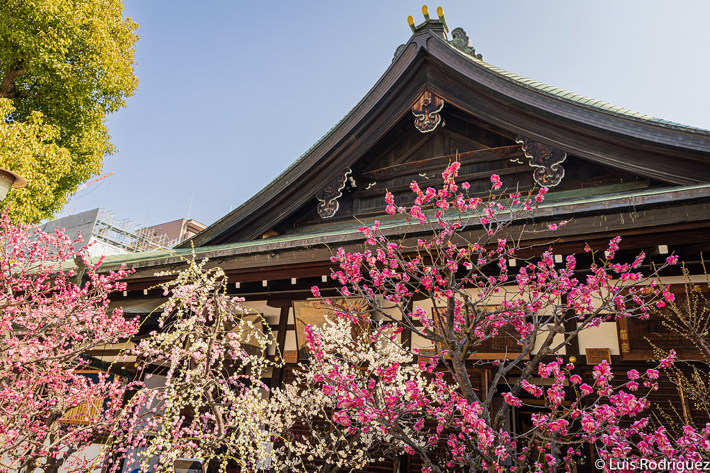 El precioso santuario Osaka Tenmangu durante la floraci&oacute;n de los ciruelos