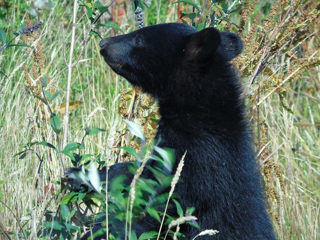 Baloo- Moon Bear- Wingham Wildlife Park- UK