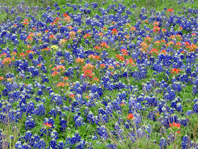 Bluebonnets and Paint brushes