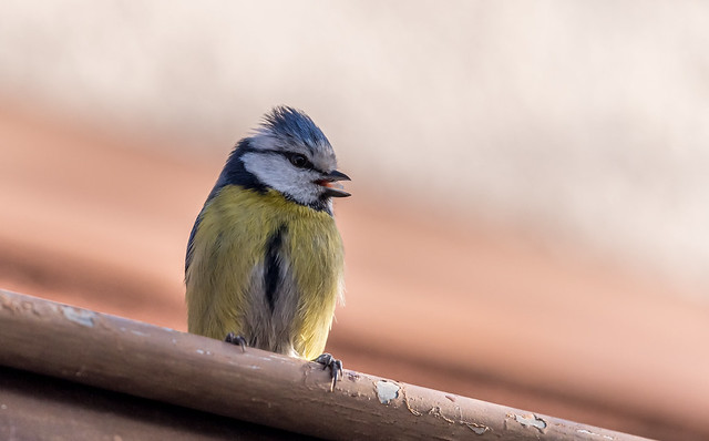 La petite bleue ...