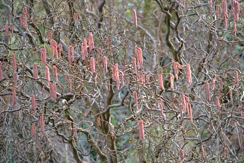 curlyhazelnut smalltree contorted spring oregon rainieroregon