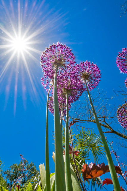 Flowering persian onions in rays of sun. Blooming flowers of onion