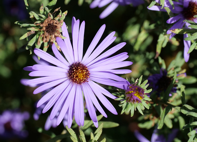 fall aster