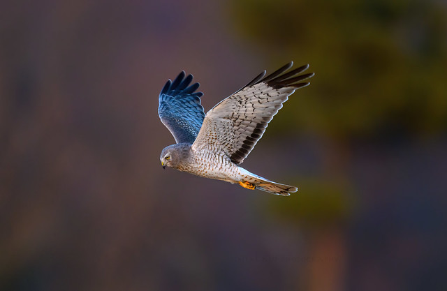 Northern Harrier hawk-Circus Hudsonius