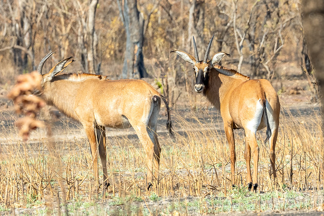 Antilope rouanne - Hippotragus equinus - Roan Antelope