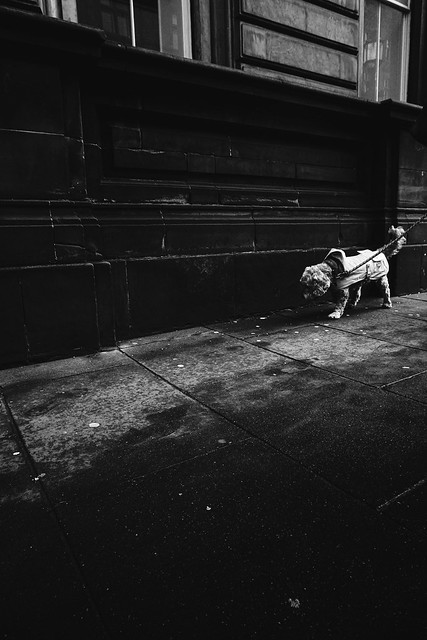 Dog On The Street. Edinburgh. Scotland. 16/03/2023.