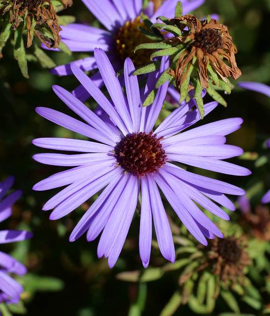fall aster 2