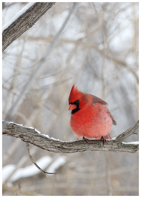 ♂ Northern Cardinal / Cardinal Rouge ♂ (Cardinalis cardinalis)