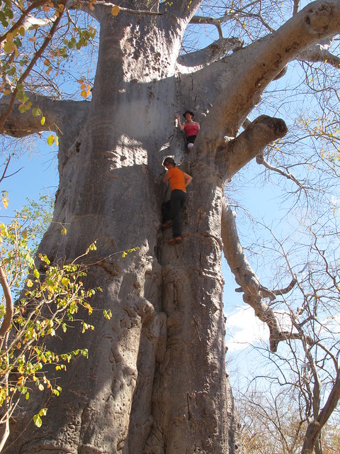 Climbing the 2,000 yr old baobab on Impalila Island - photo Carrie Hampton (3)