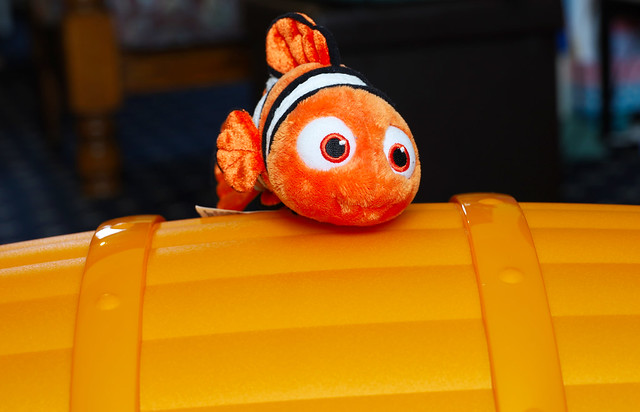 Nemo and his orange box   IMG_1384