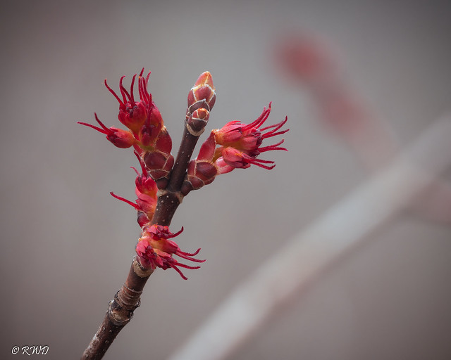 Red Maple Blooms