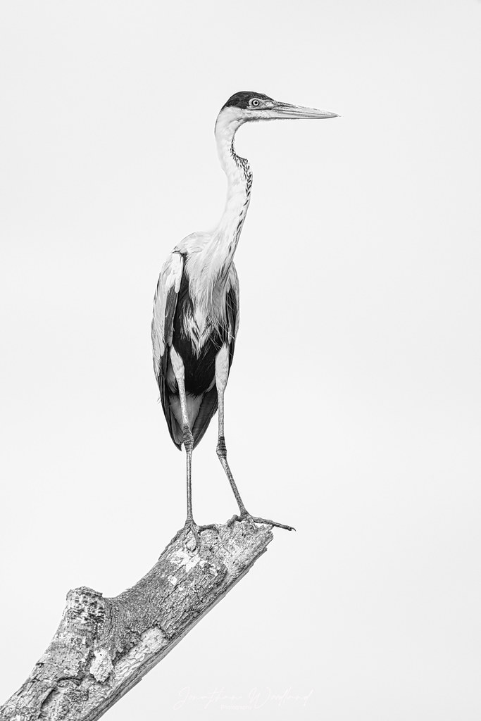 High Key Image of Cocoi Heron , Pantanal , Brazil