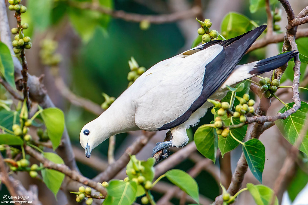 Pied Imperial Pigeon, Ducula bicolor