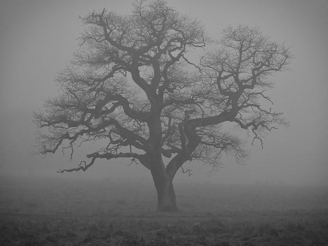 Lonely tree in morning fog