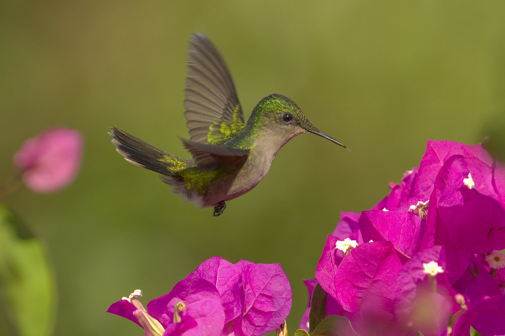 Antillean crested Hummingbird | Iridescence