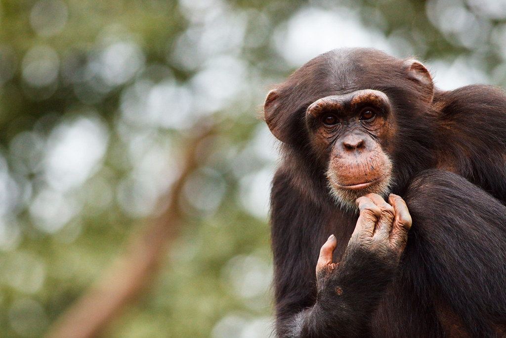 獅子山共和國塔卡格瑪黑猩猩保護區裡的西非黑猩猩。 圖片來源：Nick Ledger / Alamy