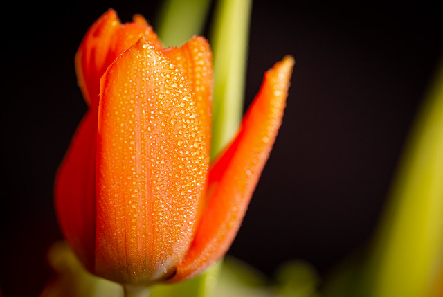 Orange tulip - My entry for todays 