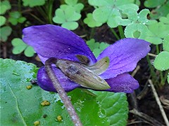 Madeira Duftveilchen - Viola odorata subsp. maderensis