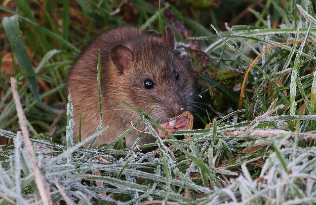 Brown Rat - Rattus norvegicus 101222 (1)
