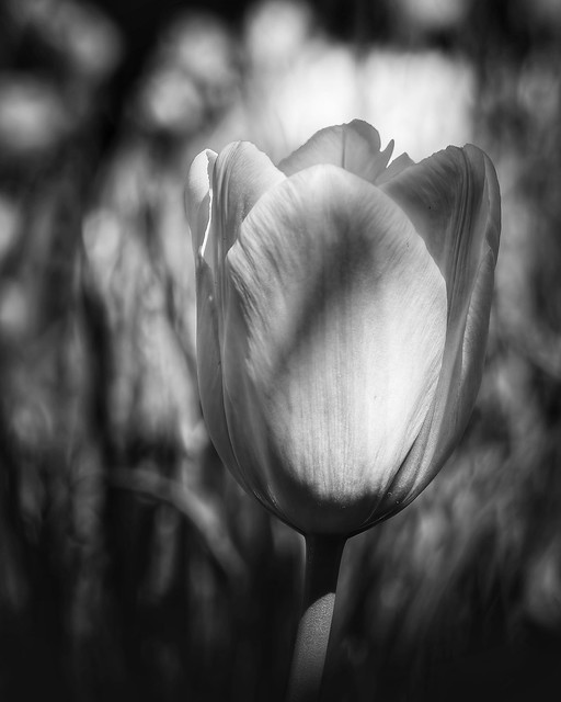 White Tulip in B& W