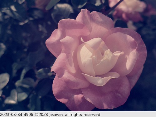 2023-03-34 4906 Flowers - Taipei Rose Festival 2023 | by Jezevec40 (formerly Badger 23)