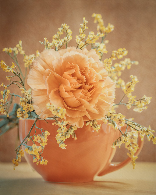 Soft orange carnation
