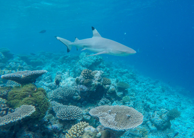 Blacktip Reef Shark - Carcharhinus melanopterus