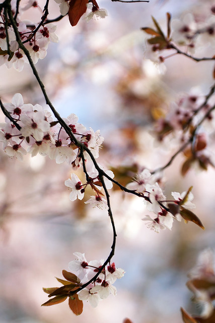 Blossom in spring. 001. Hanami.