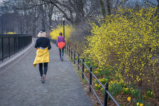 Walkers pass flowering Forsythia bushes along the walking path at the Jacqueline Kennedy Onassis Reservoir in Central Park, Manhattan, New York City