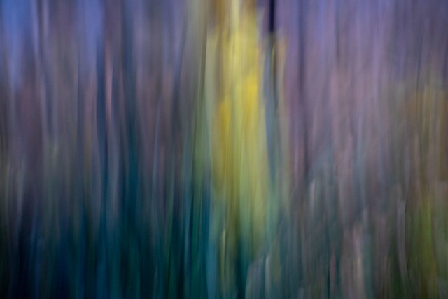 ICM Daffodils in the forest